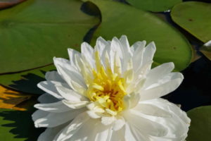 нимфея White 1000 petals