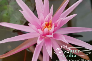 нимфея Perrys Cactus Pink