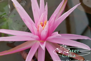 нимфея Perrys Cactus Pink