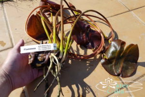 Корневище нимфеи waterlilia