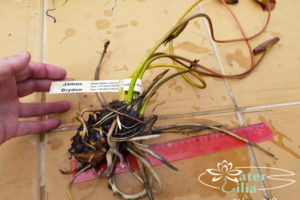 Корневище нимфеи waterlilia