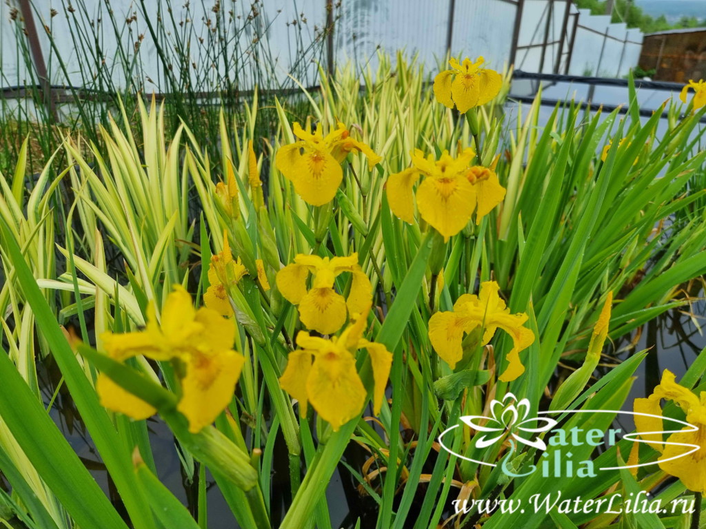  Купить ирис болотный (ирис желтый, ирис аировидный, ирис ложноаировидный), Iris pseudacorus