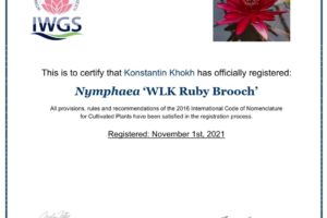 регистрация нимфеи Ruby Brooch