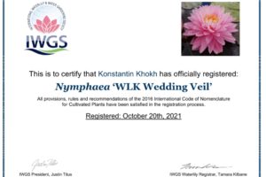 нимфея WLK Wedding Veil