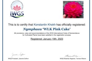 сертификат нимфея Pink Cake