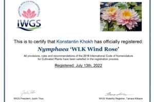 нимфея WLK Wind Rose