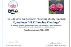 нимфея WLK Dancing Flamingo