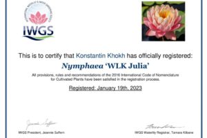 сертификат нимфея Julia